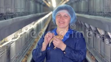 兽医对着镜头微笑，拿着<strong>一只鸡</strong>在农场，而其他<strong>鸡</strong>吃。 4K.